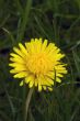Dandellions