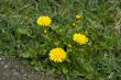 Dandellions