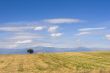 lone tree