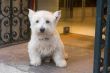 white little dog