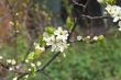 spring blossom