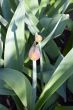 tulip bud