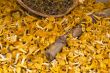 chanterelles at market