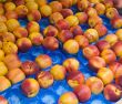 nectarines at market