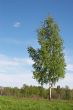 lone birch