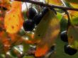 ashberry of autumn