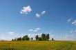 dandelion meadow