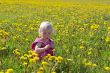little child sitting among dandelions