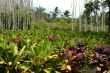 Tropical Plantation
