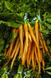 Bunch of Carrots