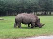 Rhino
