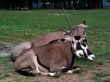 Pronghorns