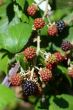 Wild Blackberries