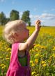 summer dandelions