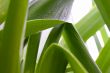 green grass abstract