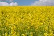 yellow meadow