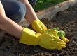 spring planting