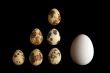 small and big eggs