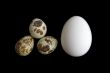 funny eggs