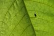 fly on leaf