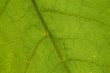 green leaf pattern
