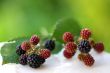 Wild Blackberries