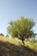 Mediterranean almond tree