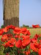 Red poppies