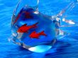 Aquatic life . Glass fish