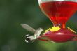 wild0681 Flying hummingbird