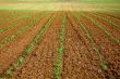Field of maize