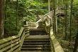 Woodland stairs