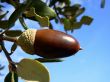 oak acorn and blue sky