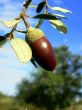 Acorn And Blue Sky