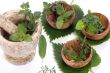 Herbs 013