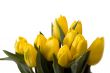 Yellow tulips