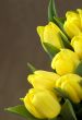 Yellow Tulips 2