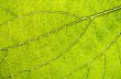 Leaf Details 001