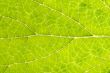 Leaf Details 002