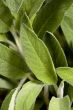 Sage 001