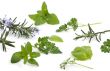 Herbs 005