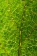 Leaf Details 3