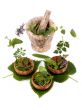 Herbs 011