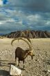 Goat long horns