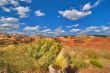 Dry bushes