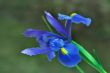 Flowering of an iris.