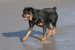 Rotweiler walking on beach