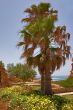 Palm trees and flowers.