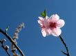 Peach blossom