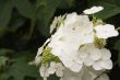 White Hydrangea Flowers